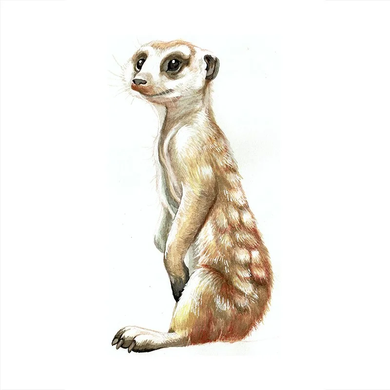 Meercat_30_SQWEB.jpg