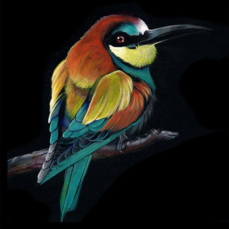 Bee-eater_56_SQ.jpg