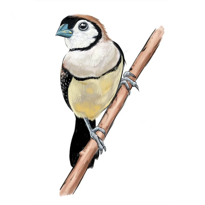 Owl Finch_15_WEB.jpg