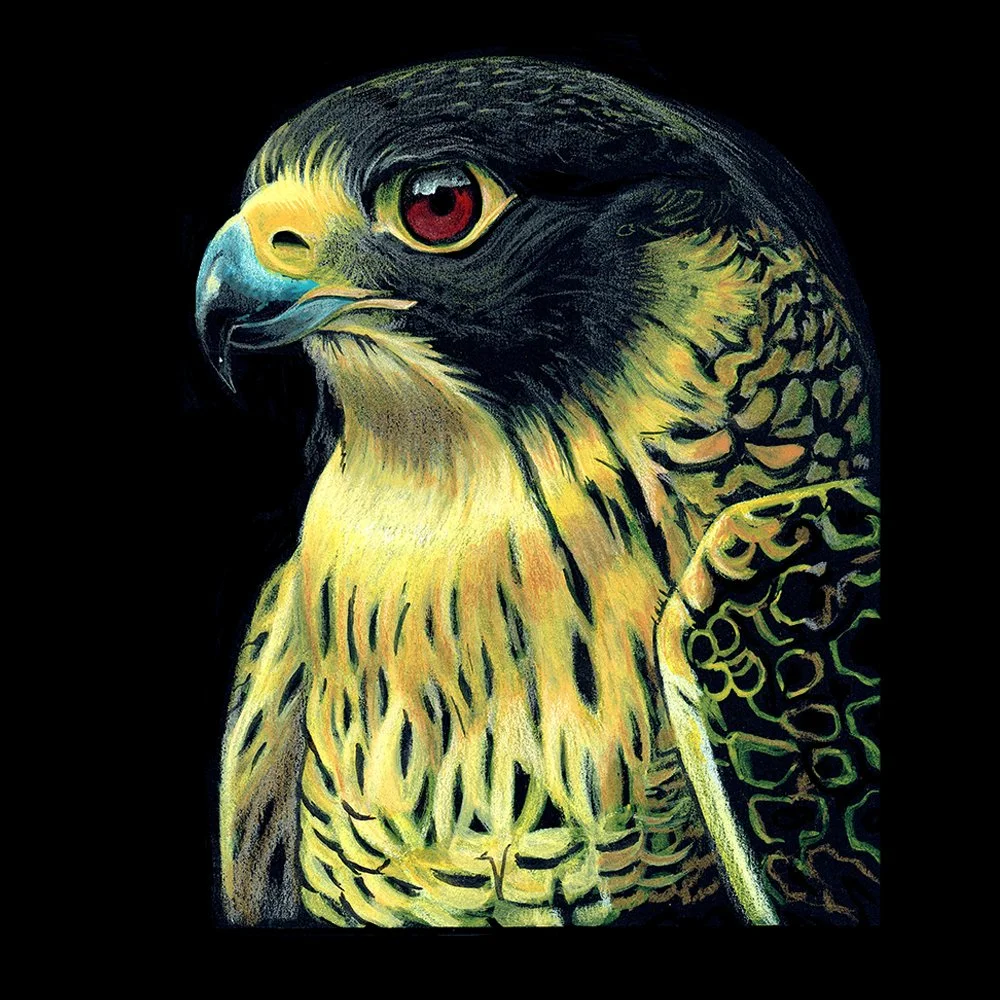 Peregrine Falcon_WEB.jpg