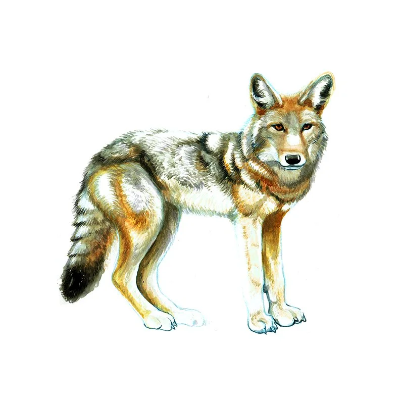 Coyote_3_SQWEB.jpg
