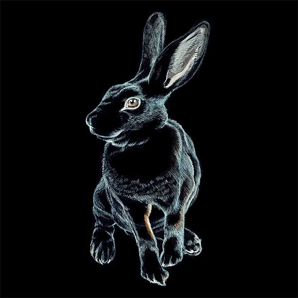 Rabbit_Black_24_SQWEB.jpg