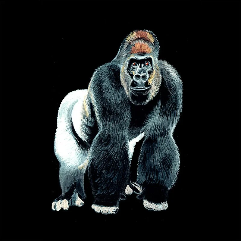 Gorilla_59_SQWEB.jpg