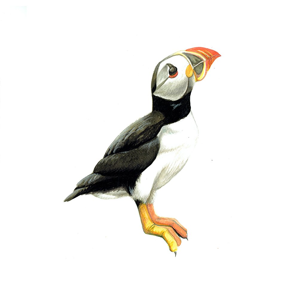 Puffin_03 SQ_WEB.jpg
