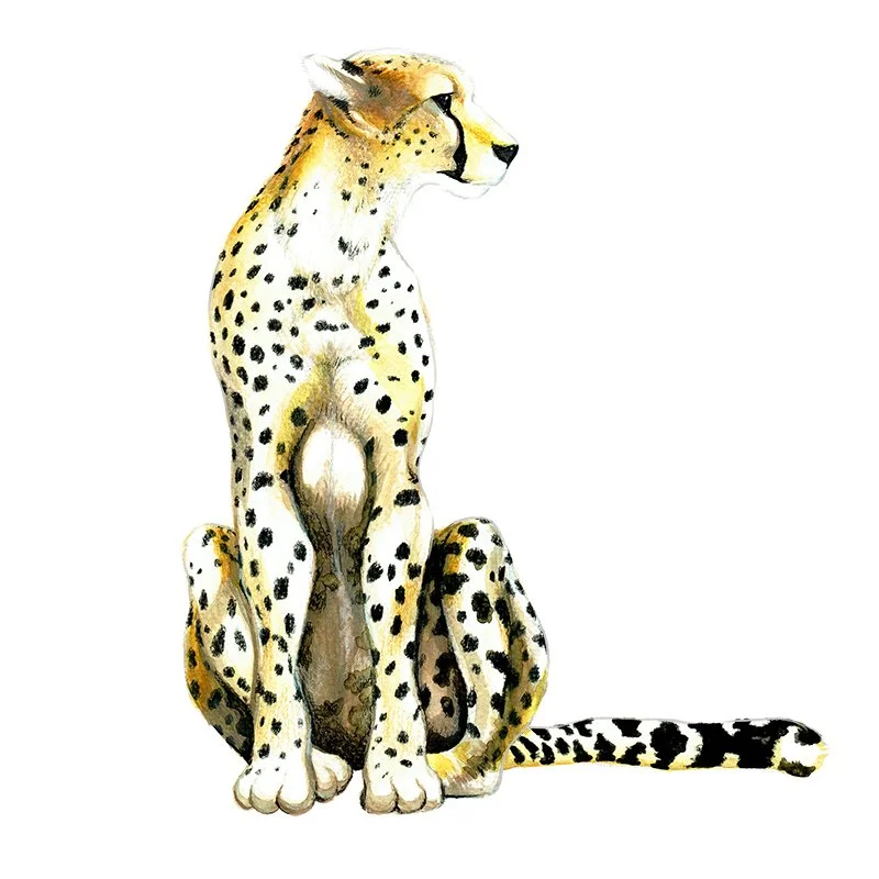 Cheetah_28 SQ2.jpg