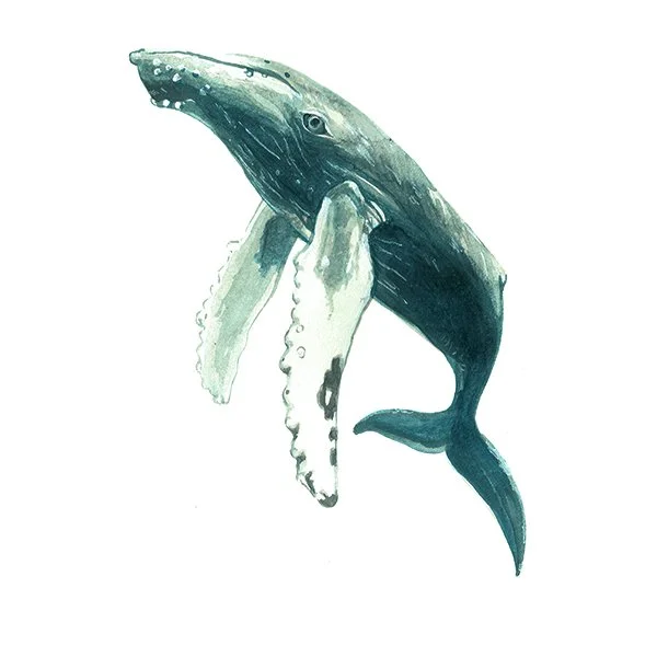 Whale_48_SQWEB.jpg