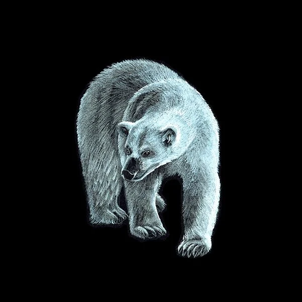 Polar_Bear_11_SQWEB.jpg