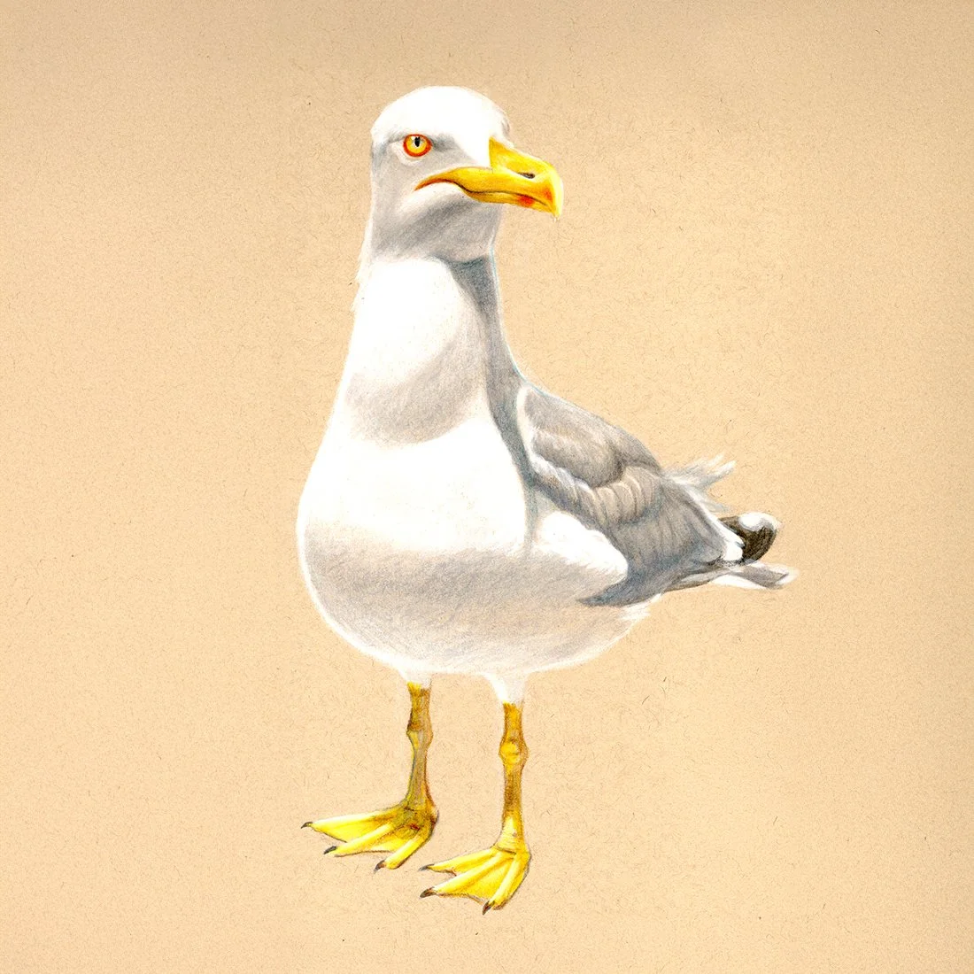 Seagull_39_SQ.jpg