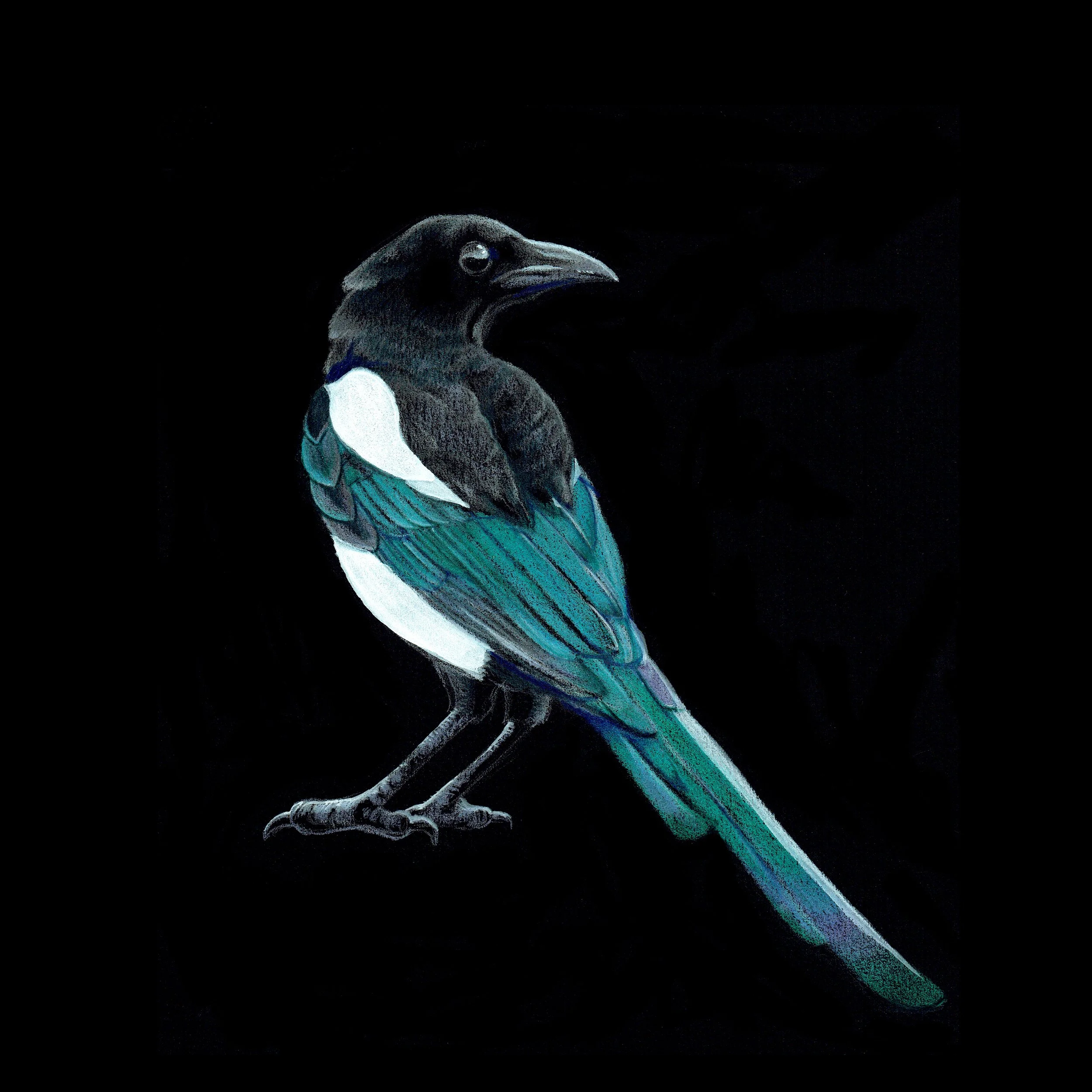 Magpie_23 SQ.jpg