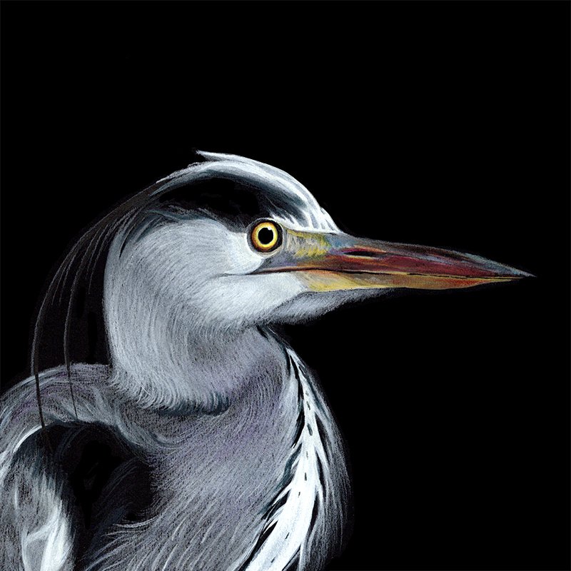 Heron_59_SQ.jpg