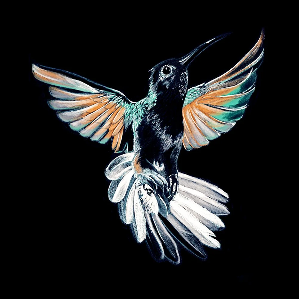 Hummingbird 2B_WEB.jpg