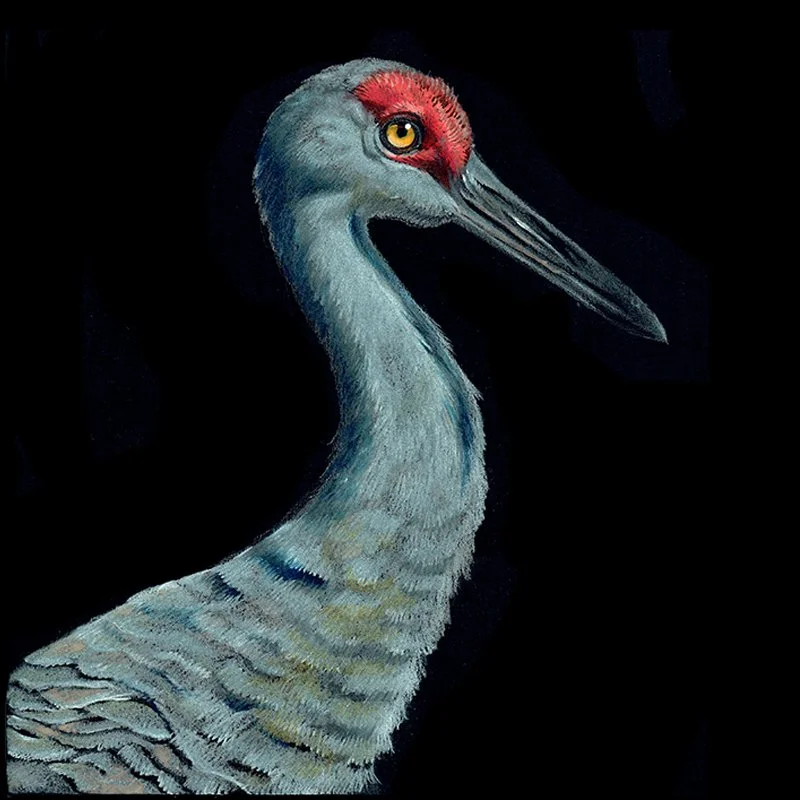 Sandhill_Crane_20_WEB.jpg