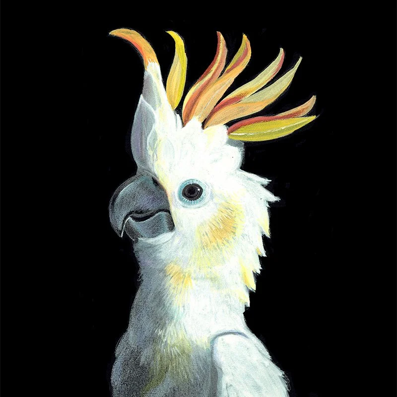 Cockatoo_29 SQ_WEB.jpg