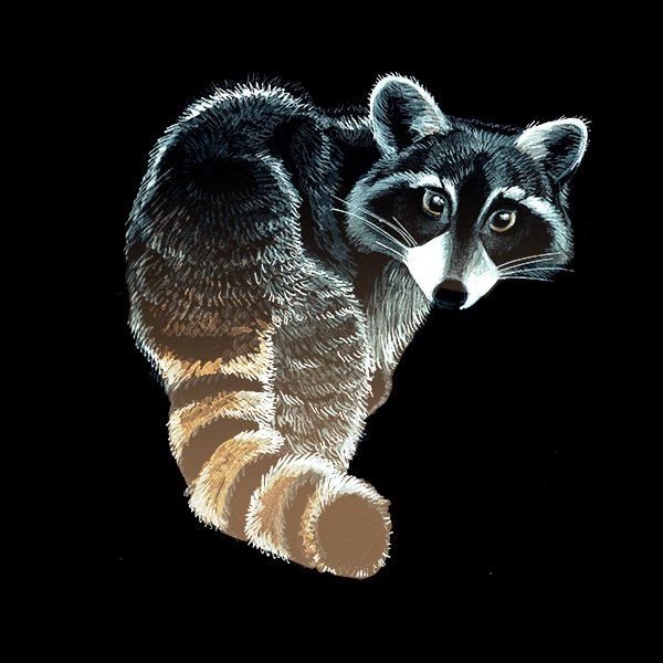 Racoon_50_SQWEB.jpg