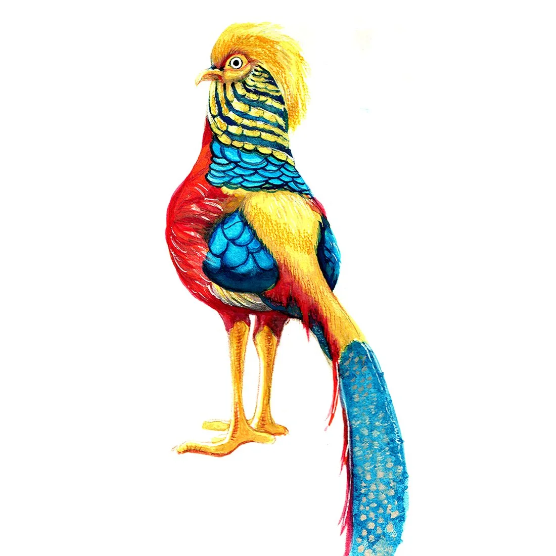 Golden_Pheasant_11_WEB.jpg