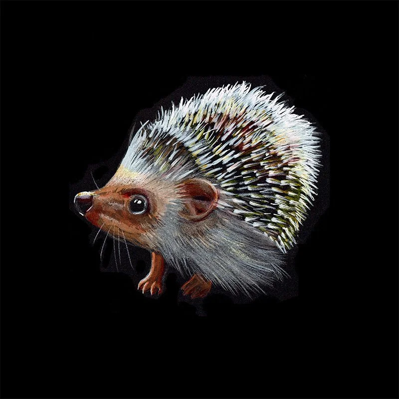 Hedgehog_GK6_SQWEB.jpg