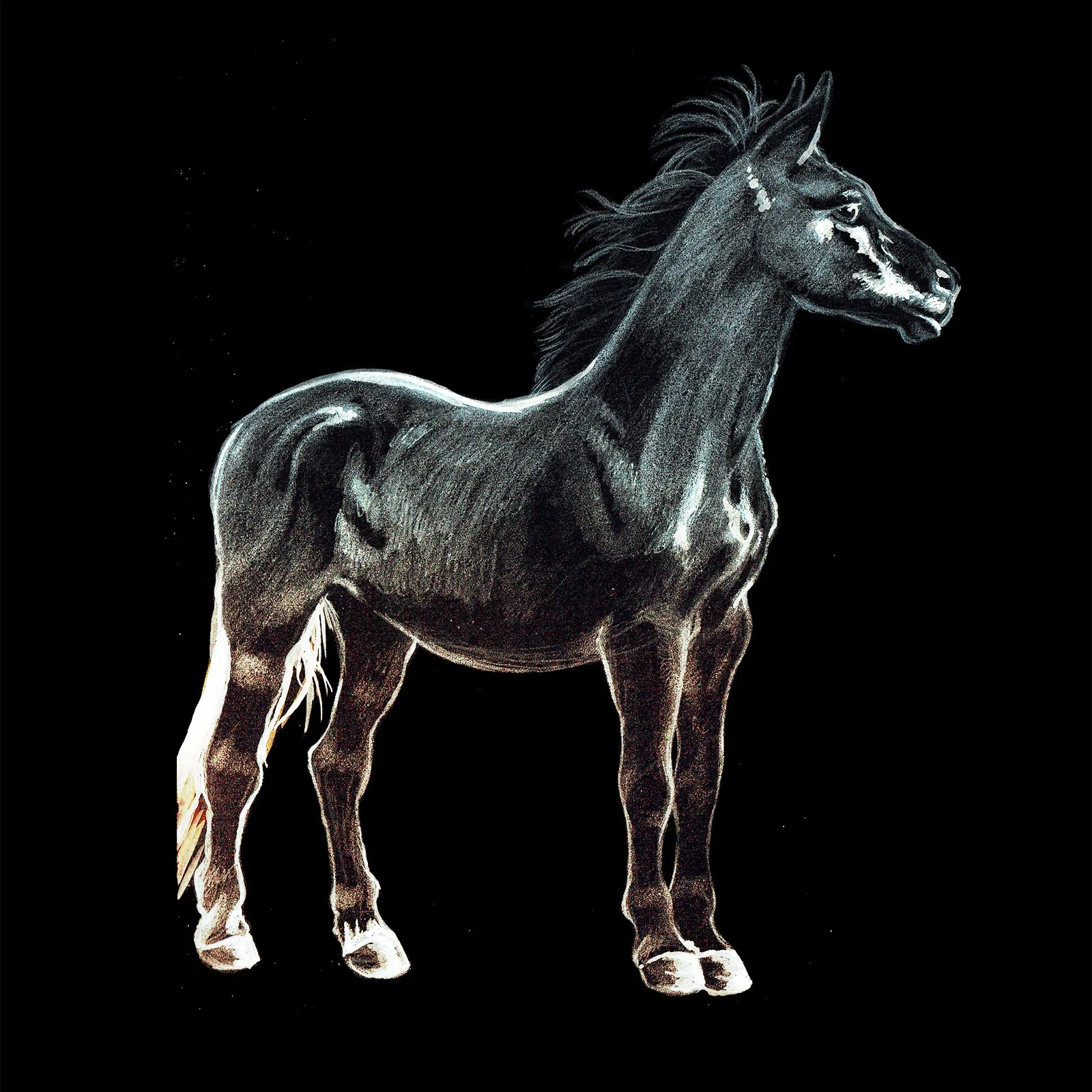 Horse_49_SQWEB.jpg