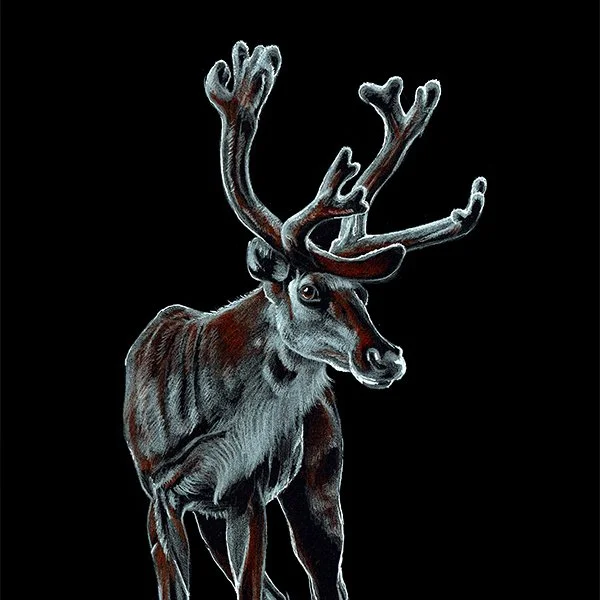 Reindeer_32_SQWEB.jpg