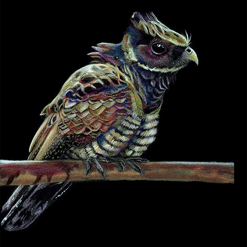 Nightjar_24SQ-WEB.jpg
