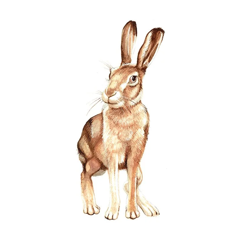 Hare_24_SQWEB.jpg