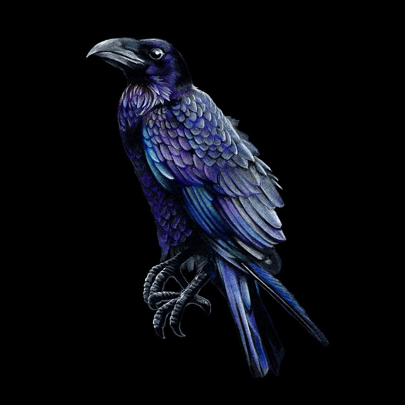 Crow_28_SQ_WEB.jpg