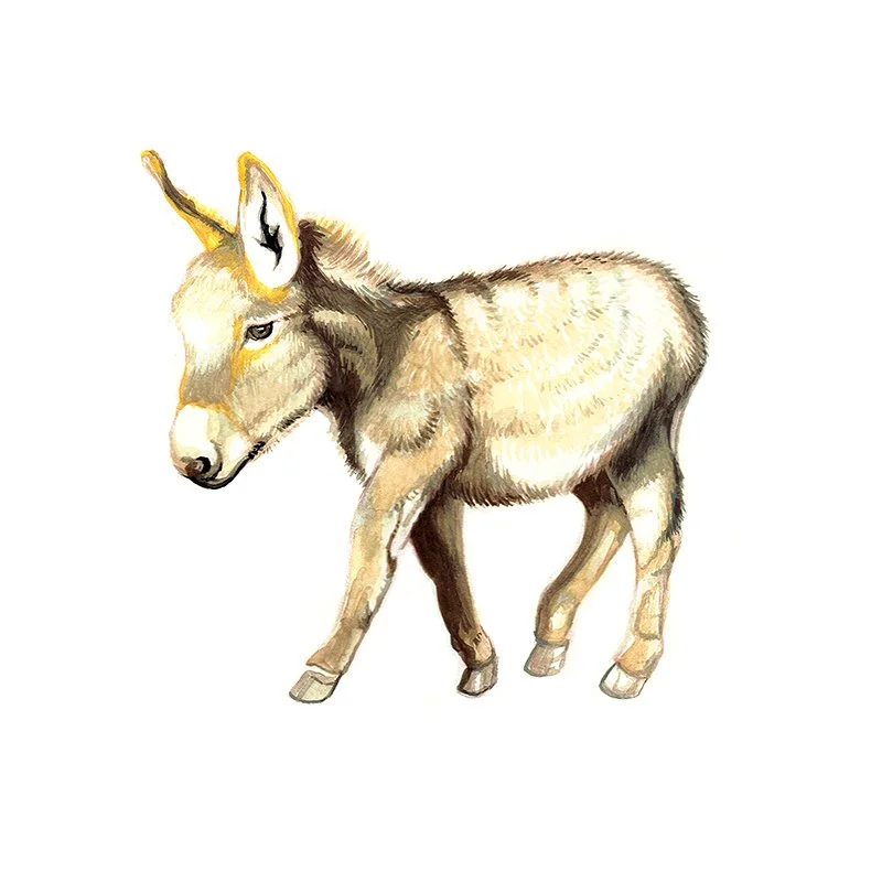 Donkey_47_SQWEB.jpg