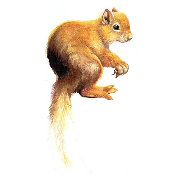 Squirrel_36_SQWEB.jpg
