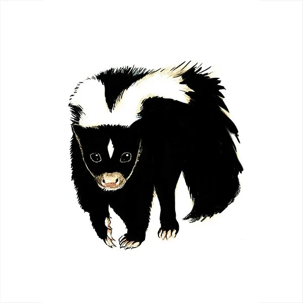 Skunk_20__SQWEB.jpg
