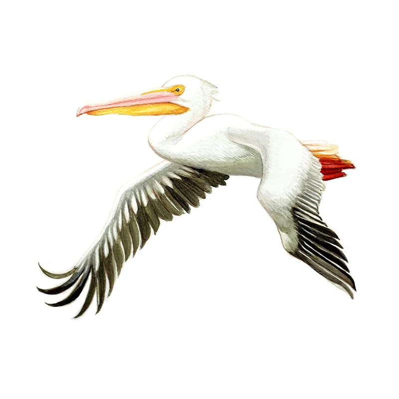 19_Pelican_SQ-WEB.jpg