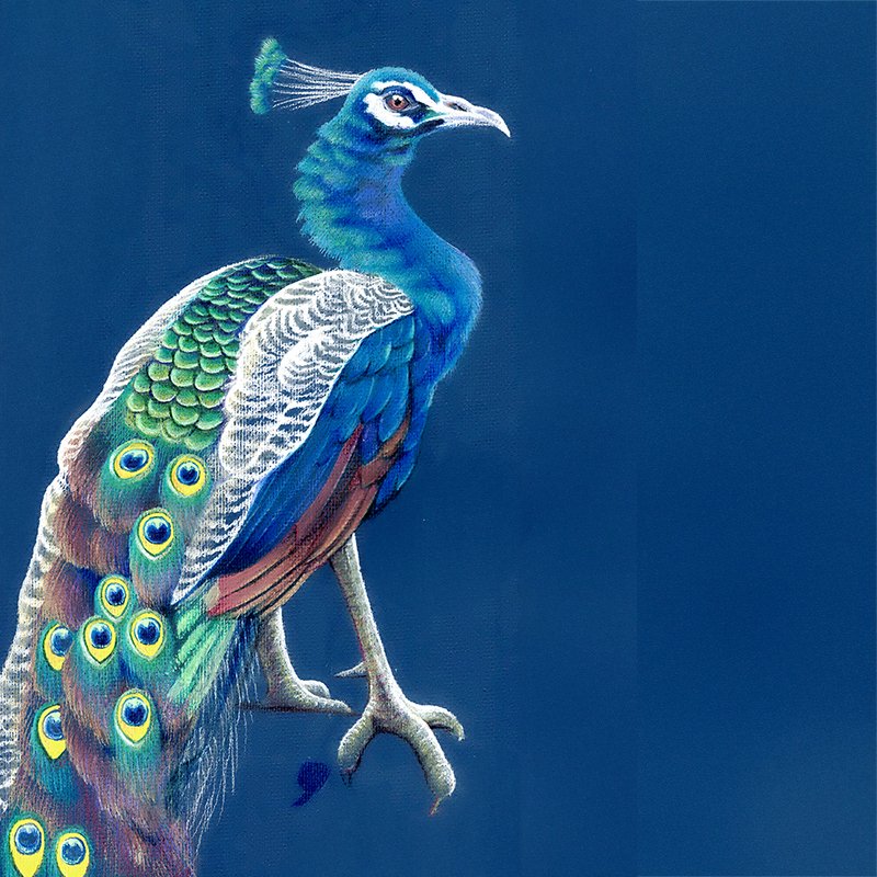 Peacock_64_SQ_WEB.jpg