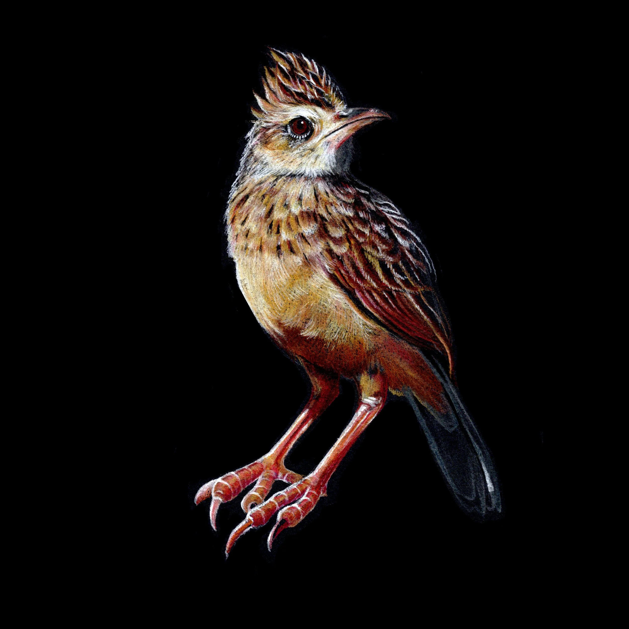 Animal Intelligence: Siddhi Creatures