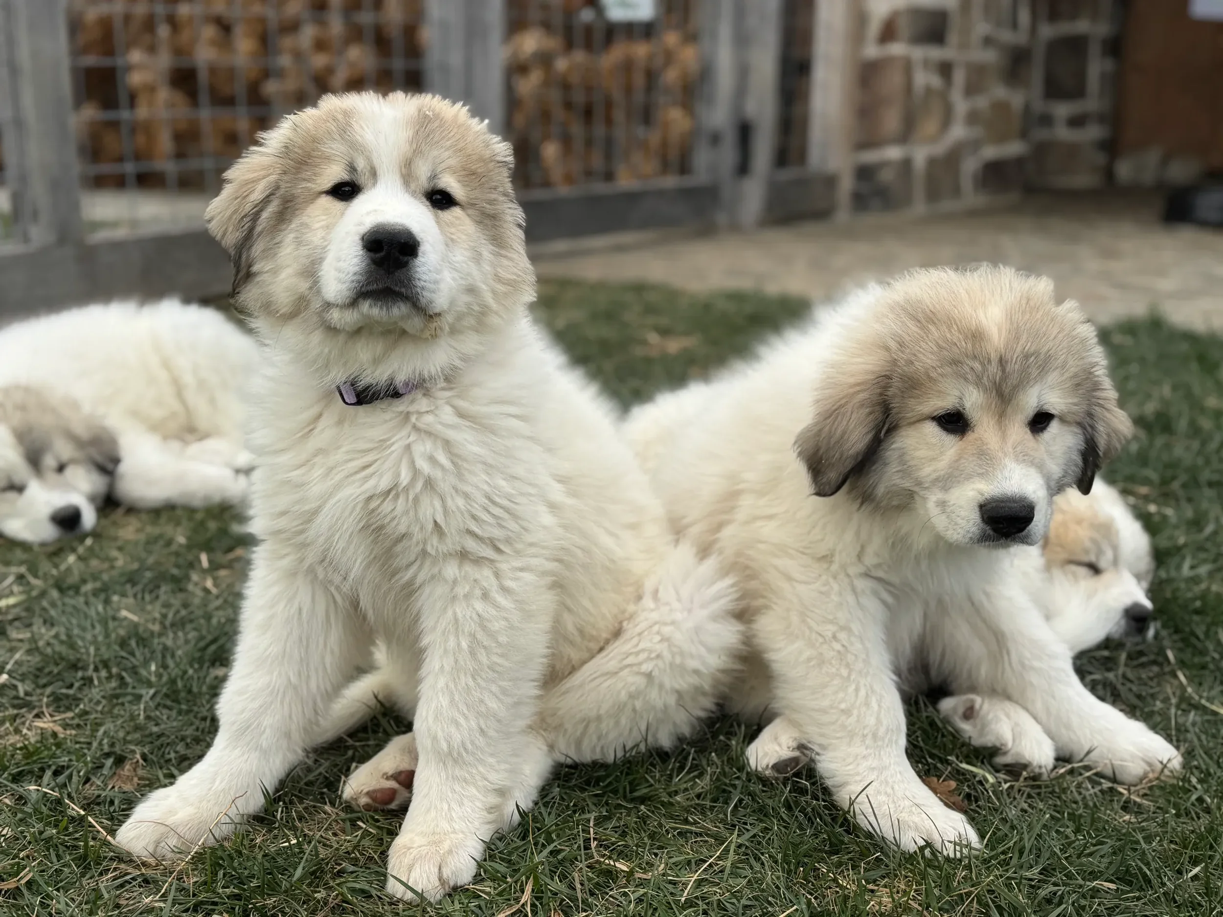 Miss Purple Miss Frozen.webp