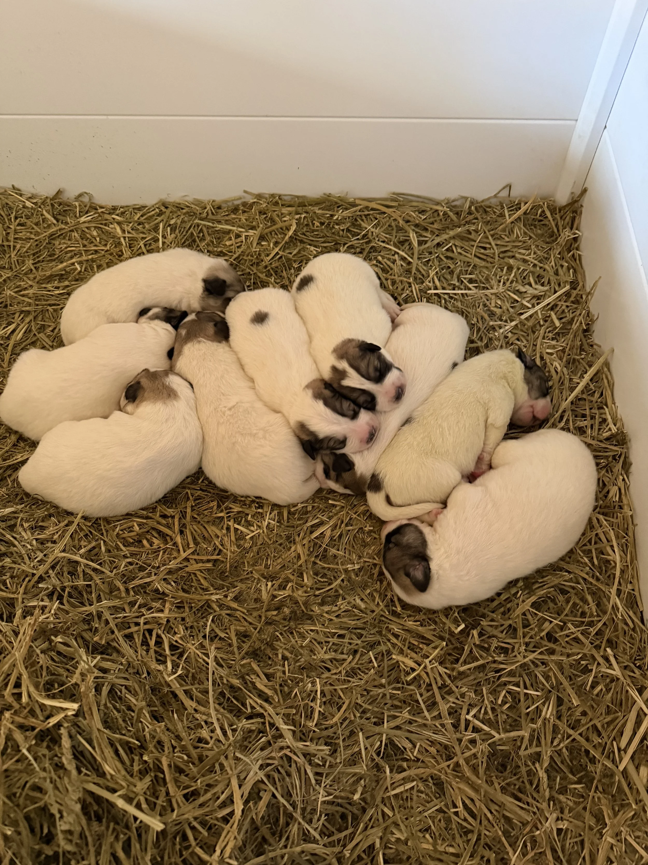 LGD Pups Ready June 5