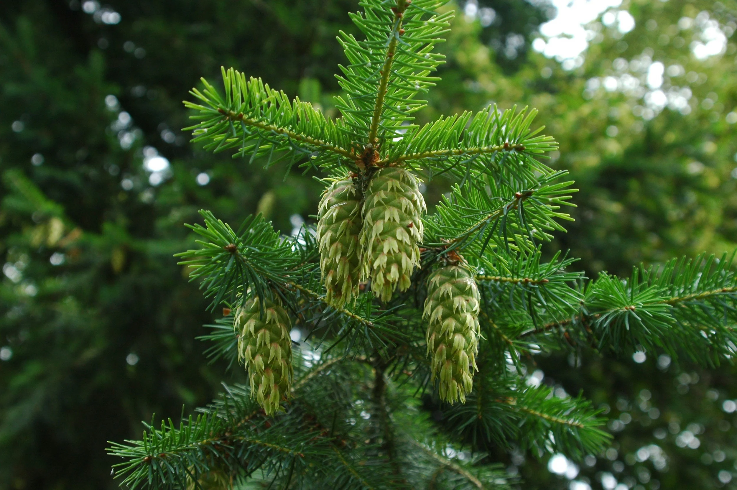 Close-up of green pine cones hanging from a branch of an evergreen tree with green needles.