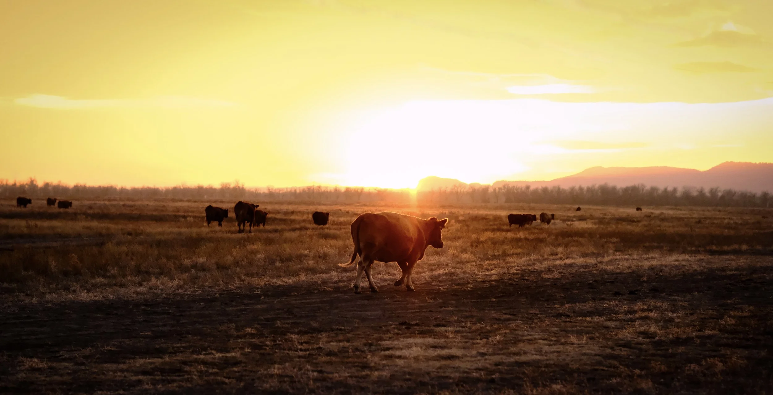 Sunset Cattle