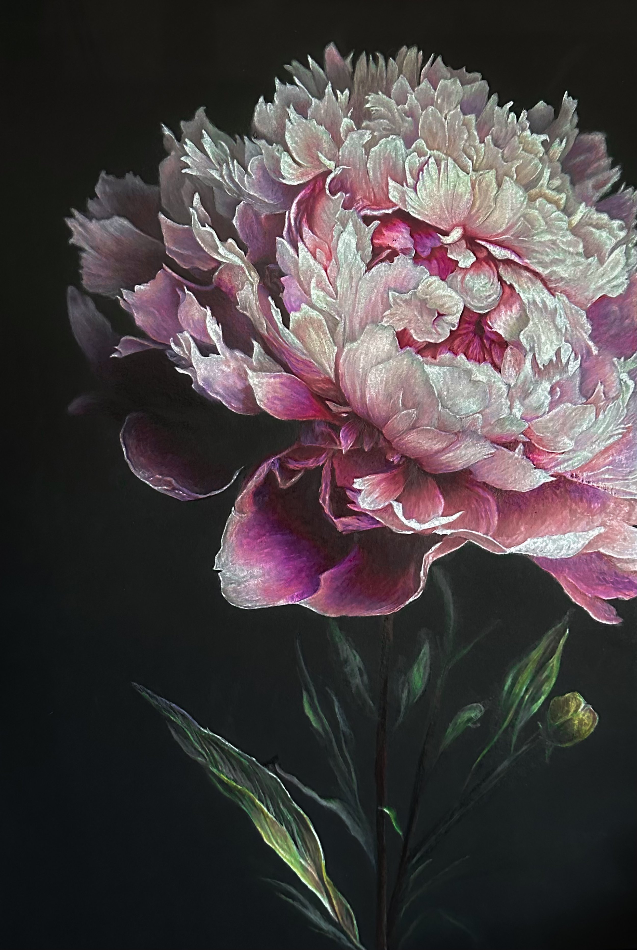 Full Bloom Enchantment - Colored Pencil - 2026