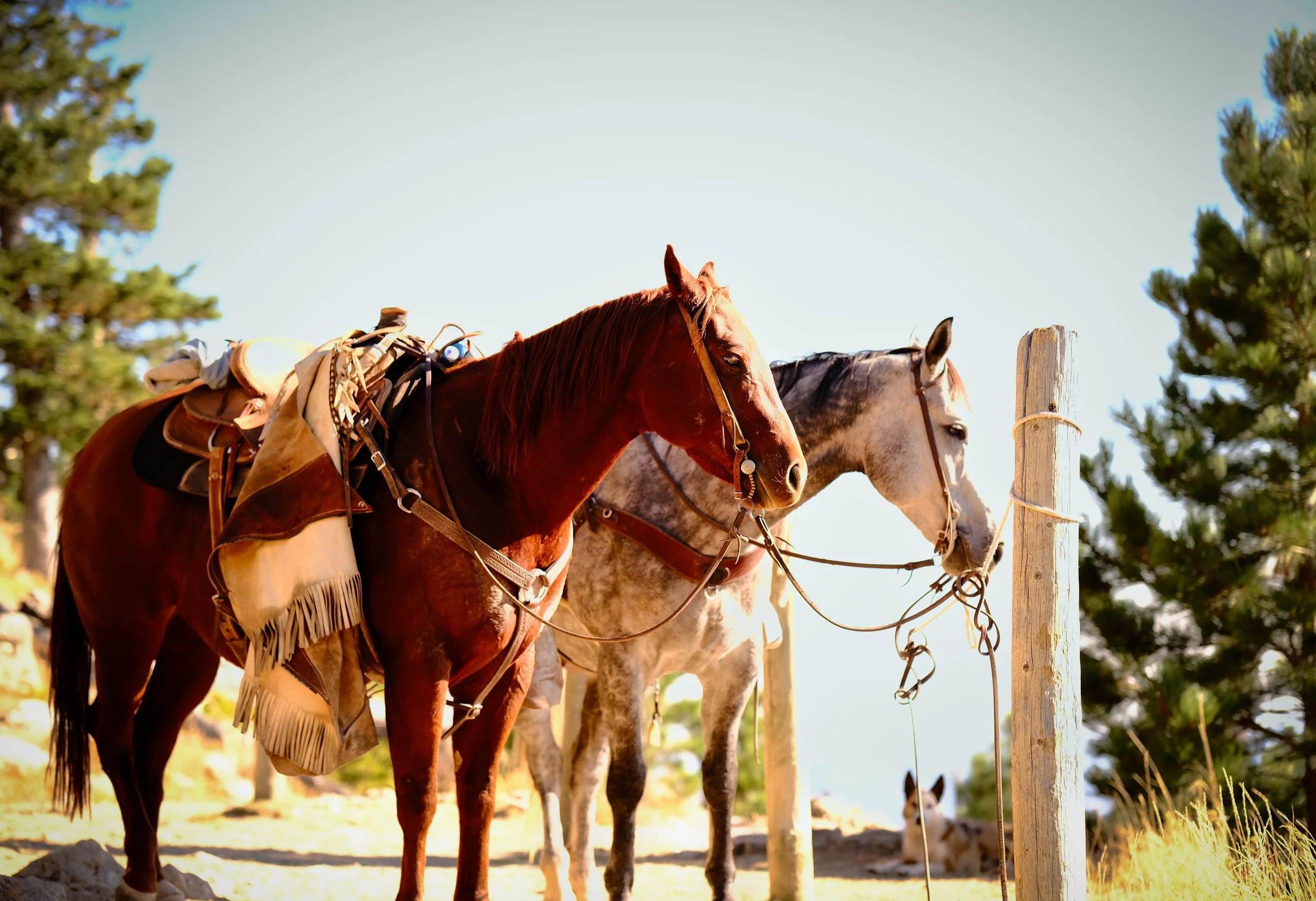 "Adventure Awaits" - 2024