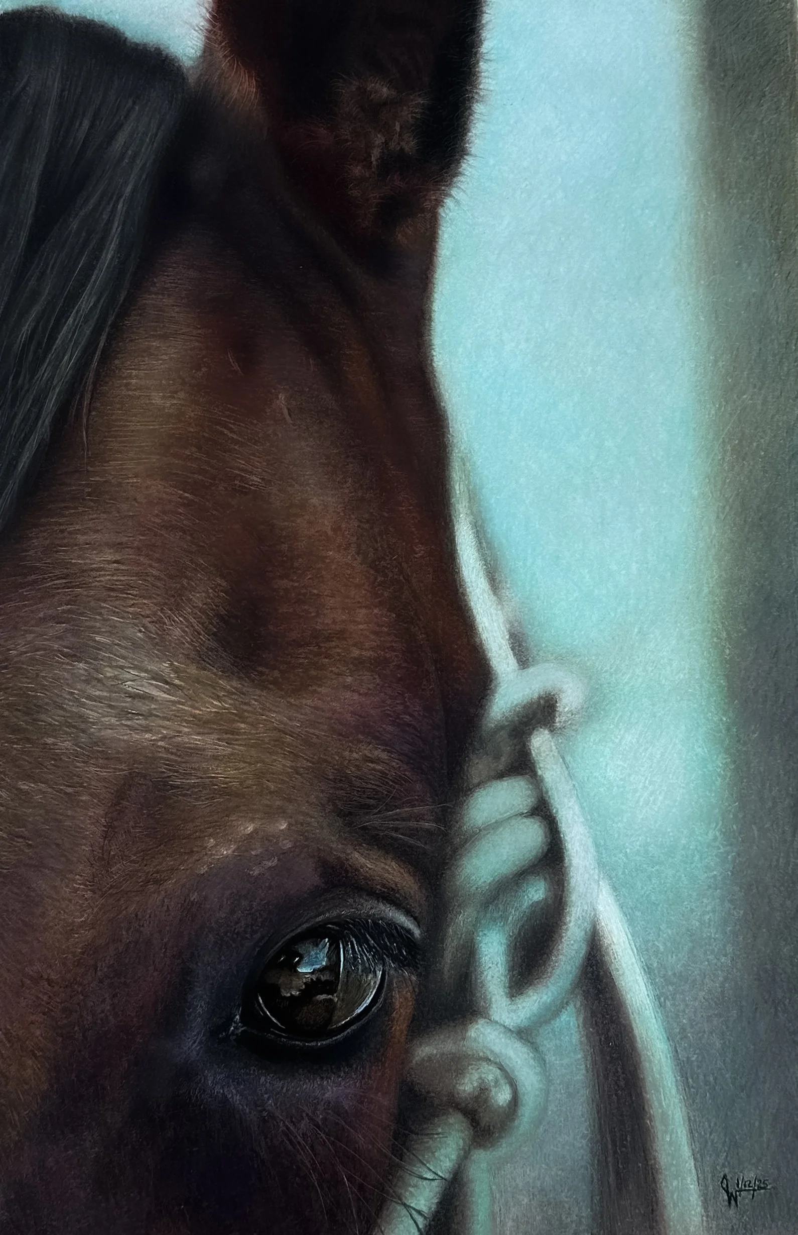 A Colt Named "Stone" - Colored Pencil - 2025 