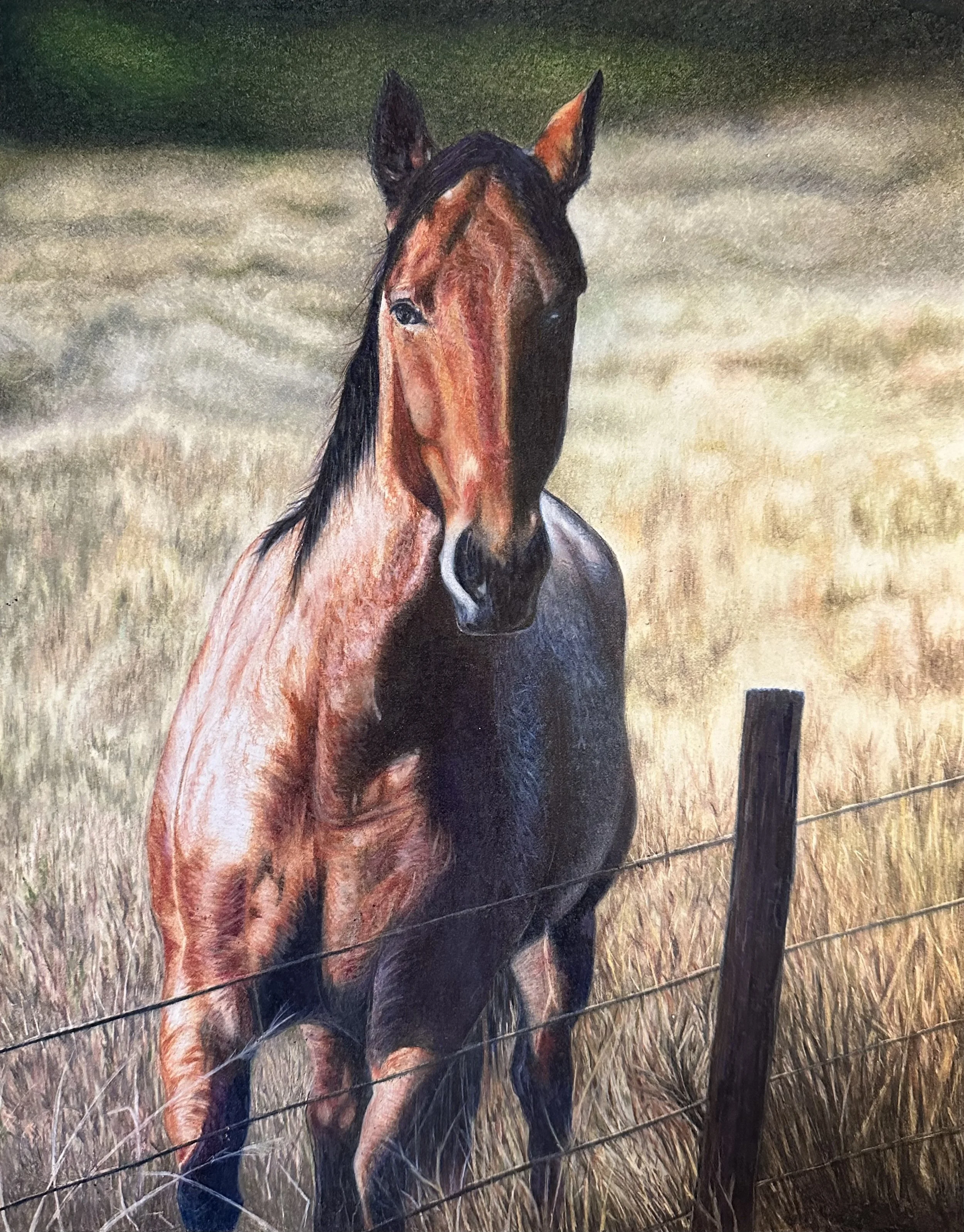 Rebel - Colored Pencil - 2025