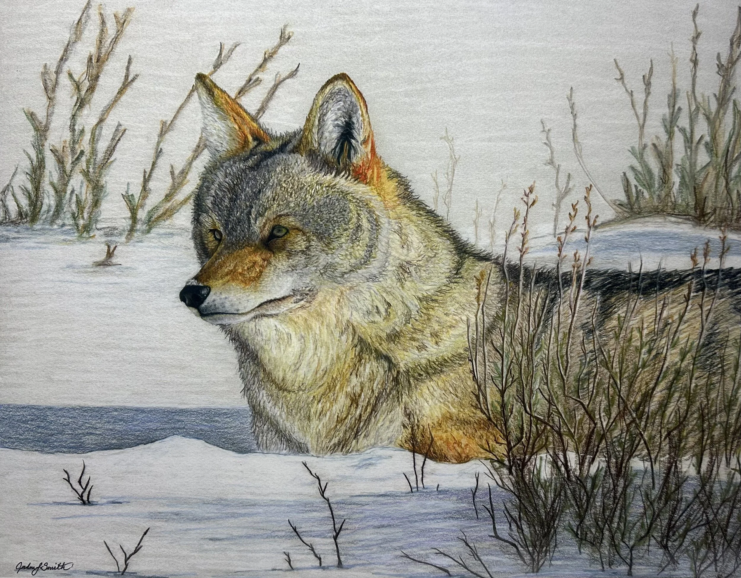 A Hunt for the Hunted - Colored Pencil - 2017