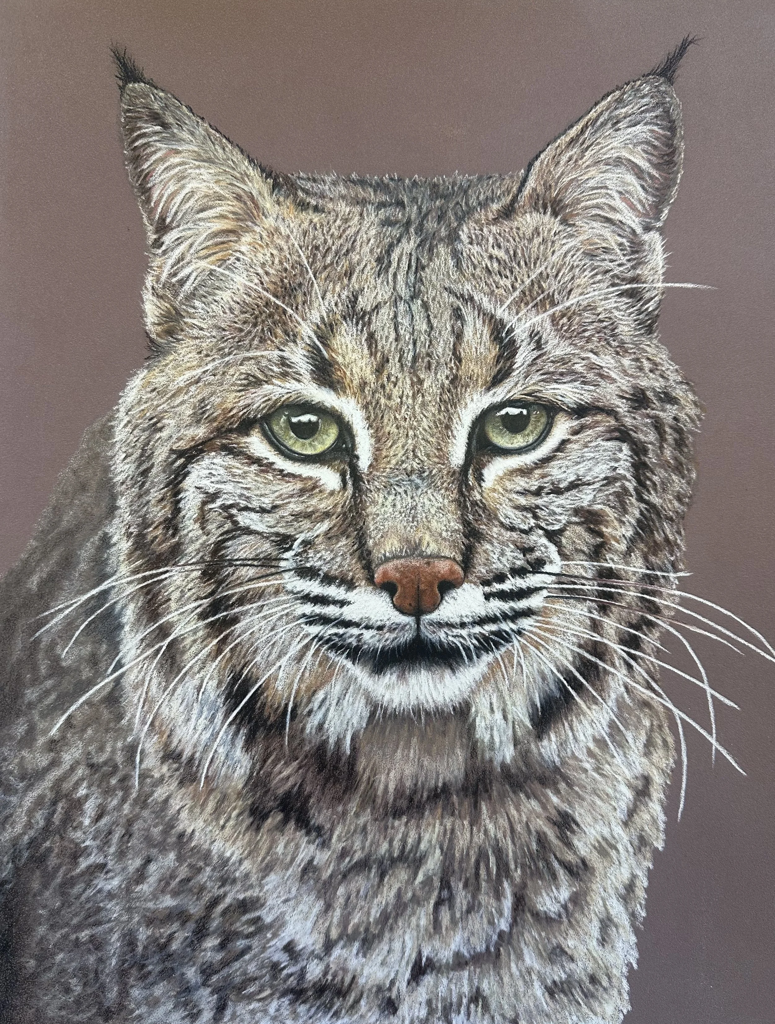 Bobcat - Colored Pencil - 2026