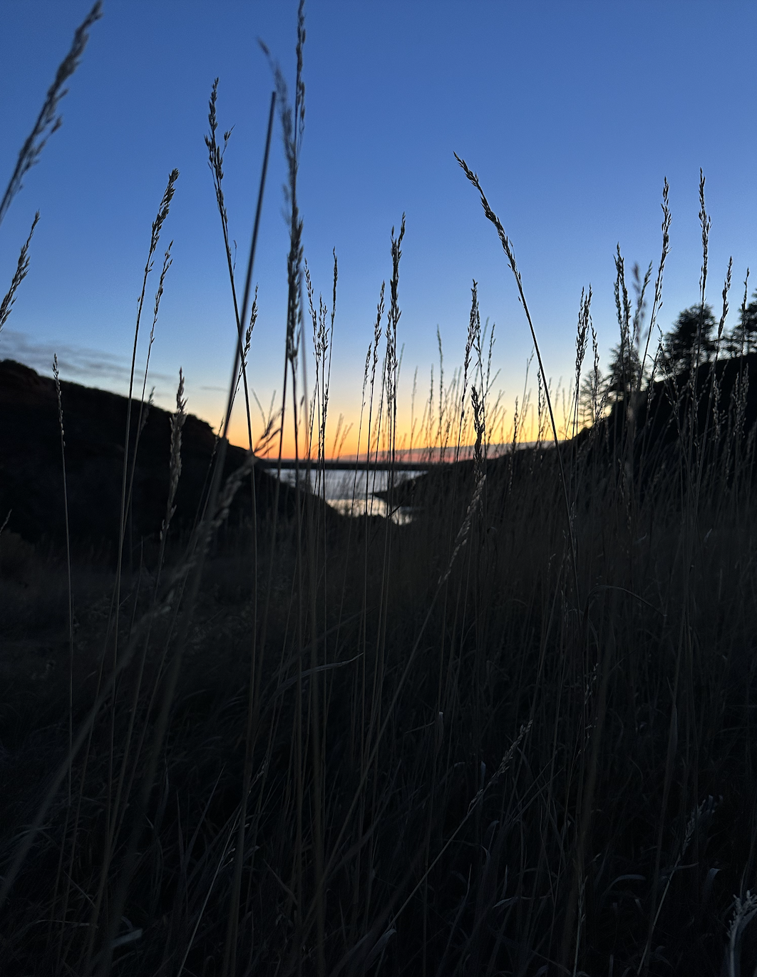 Sunrise hike with tall grass
