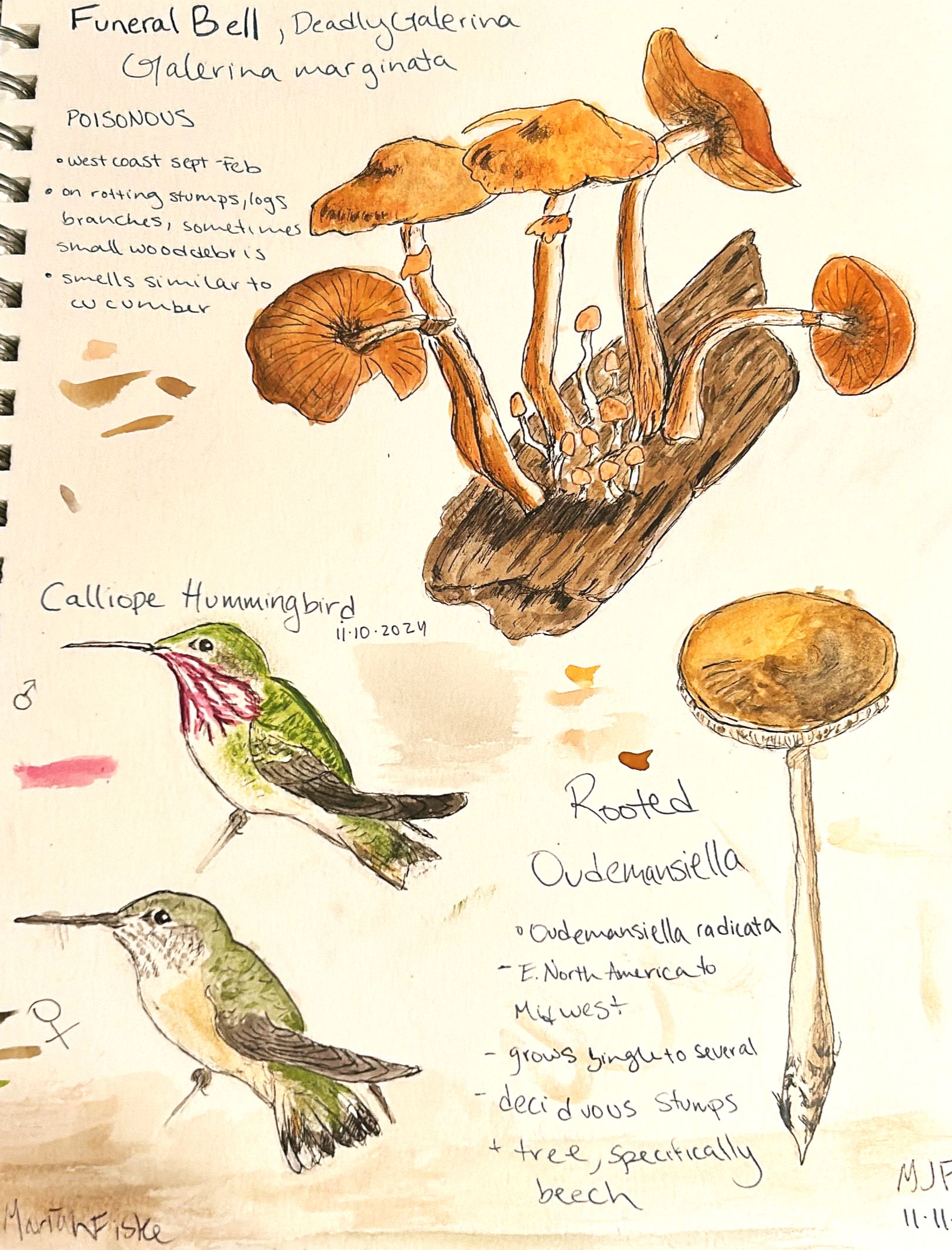 Sketch book page of mushrooms and Calliope Hummingbird, 2024