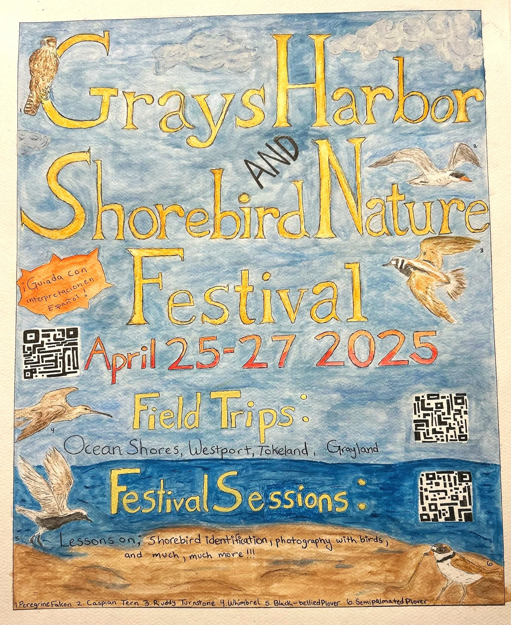 Shorebird Festival poster for class assignment, 2024 watercolor and pen