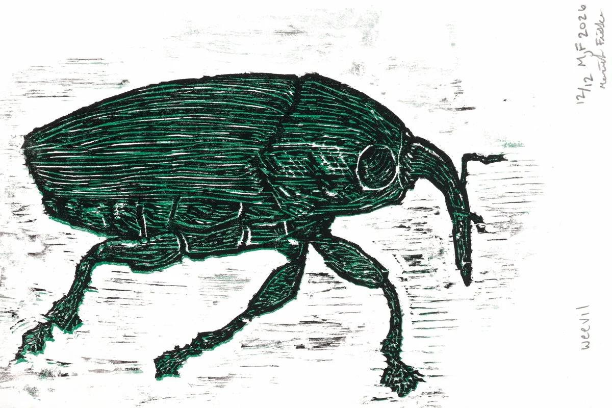 Weevil-9x6-web.jpg