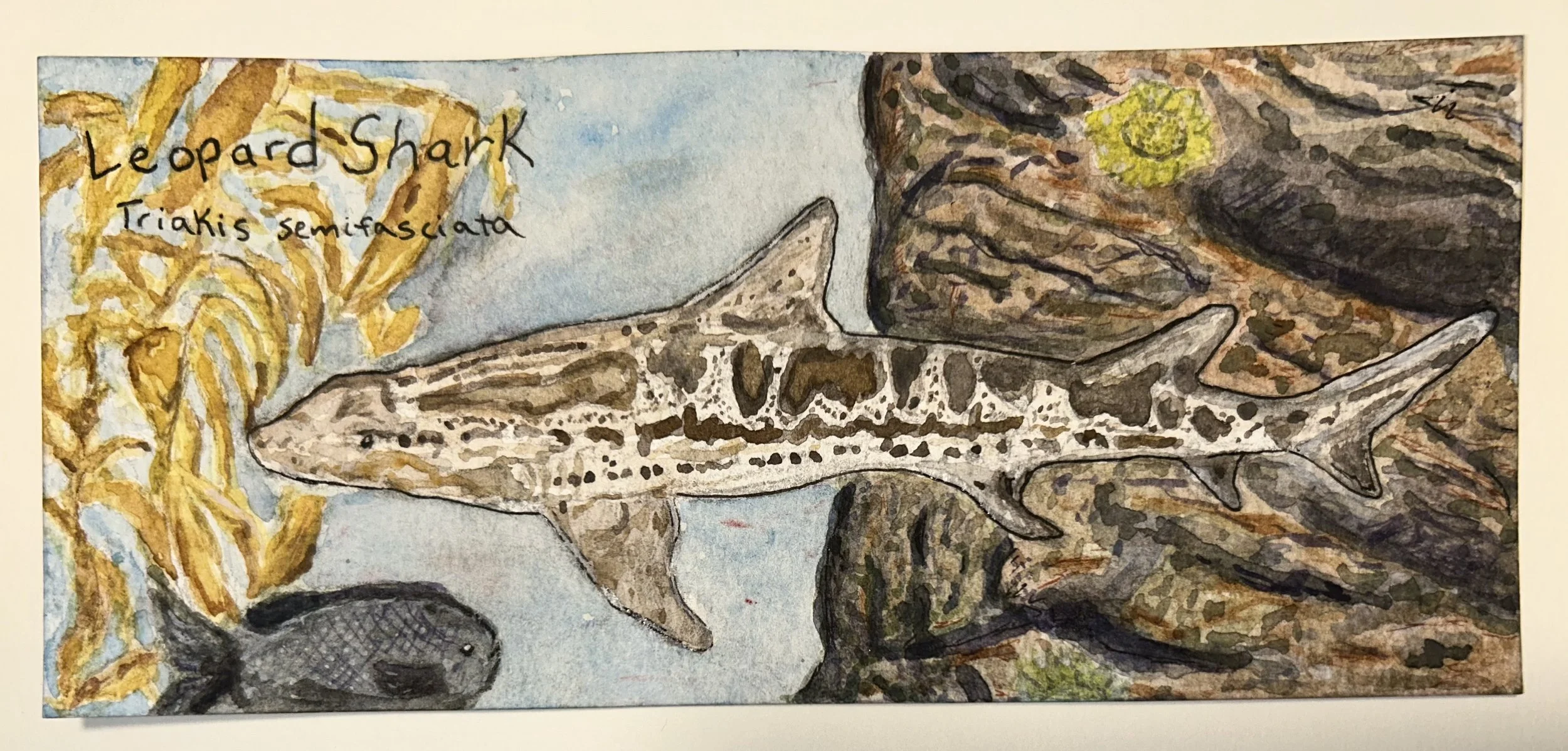 Leopard Shark, 2025 watercolor and pen