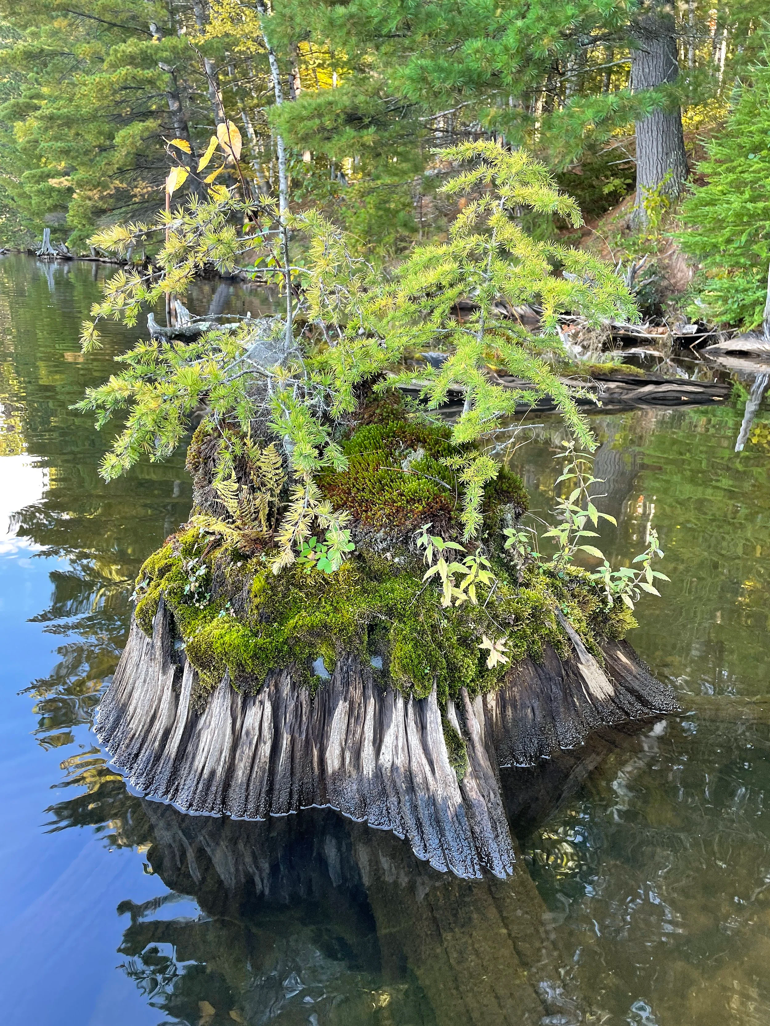 A small pine tree growing on a moss-covered tree stump in a calm body of water surrounded by a forest.