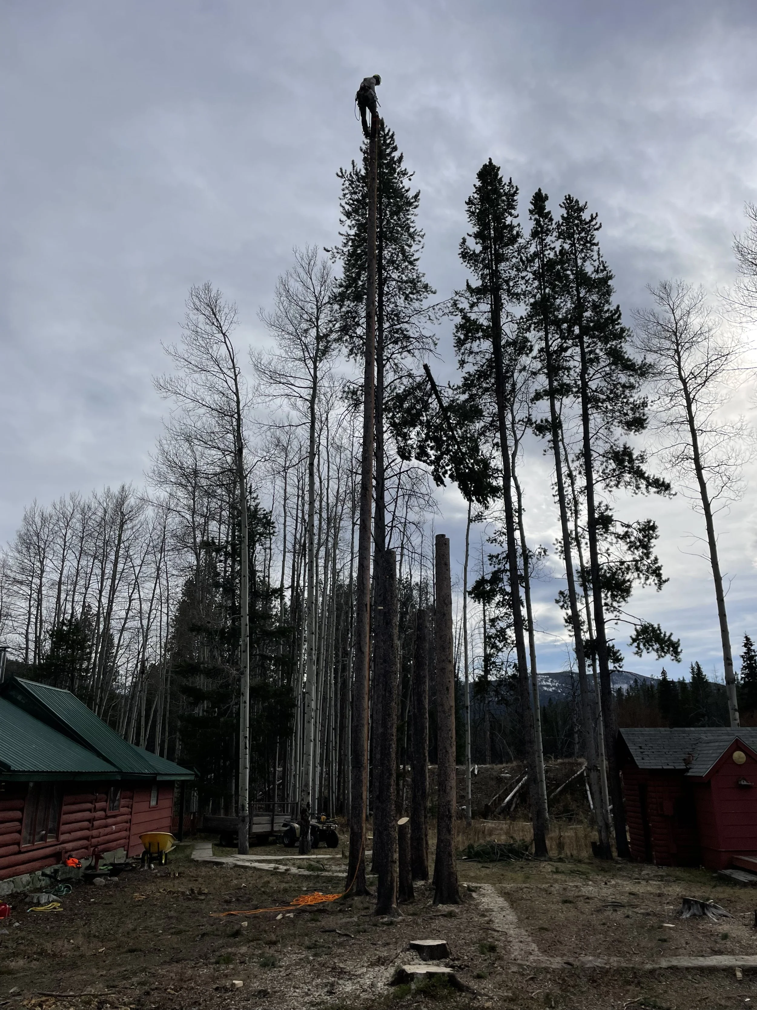 Worker trimming a tall tree with a chainsaw while standing on the top of the tree in a forest clearing.