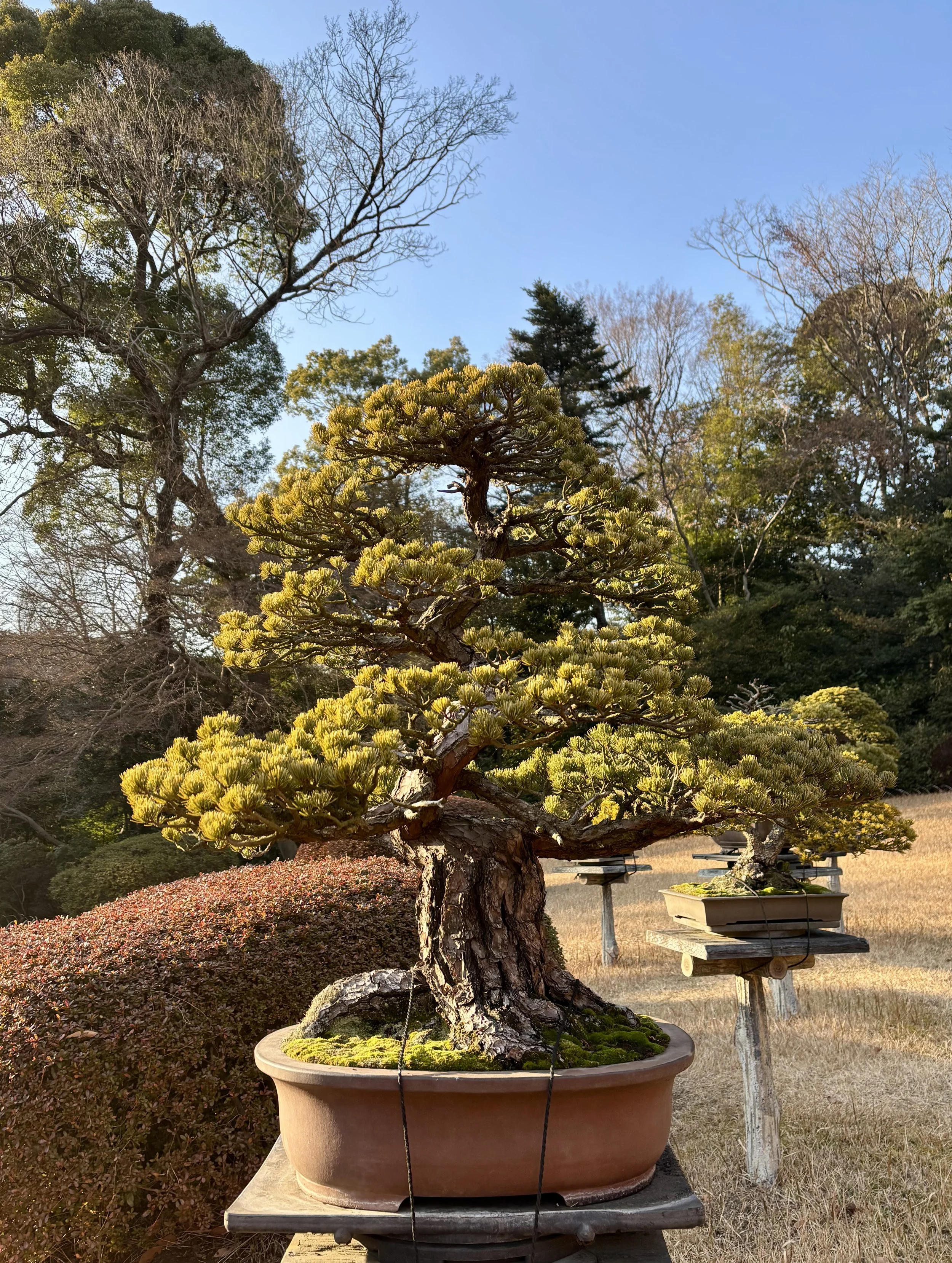 FAQ, Pine tree, garden, tree, Bonsai, Arborist, Arboriculture, Bozeman