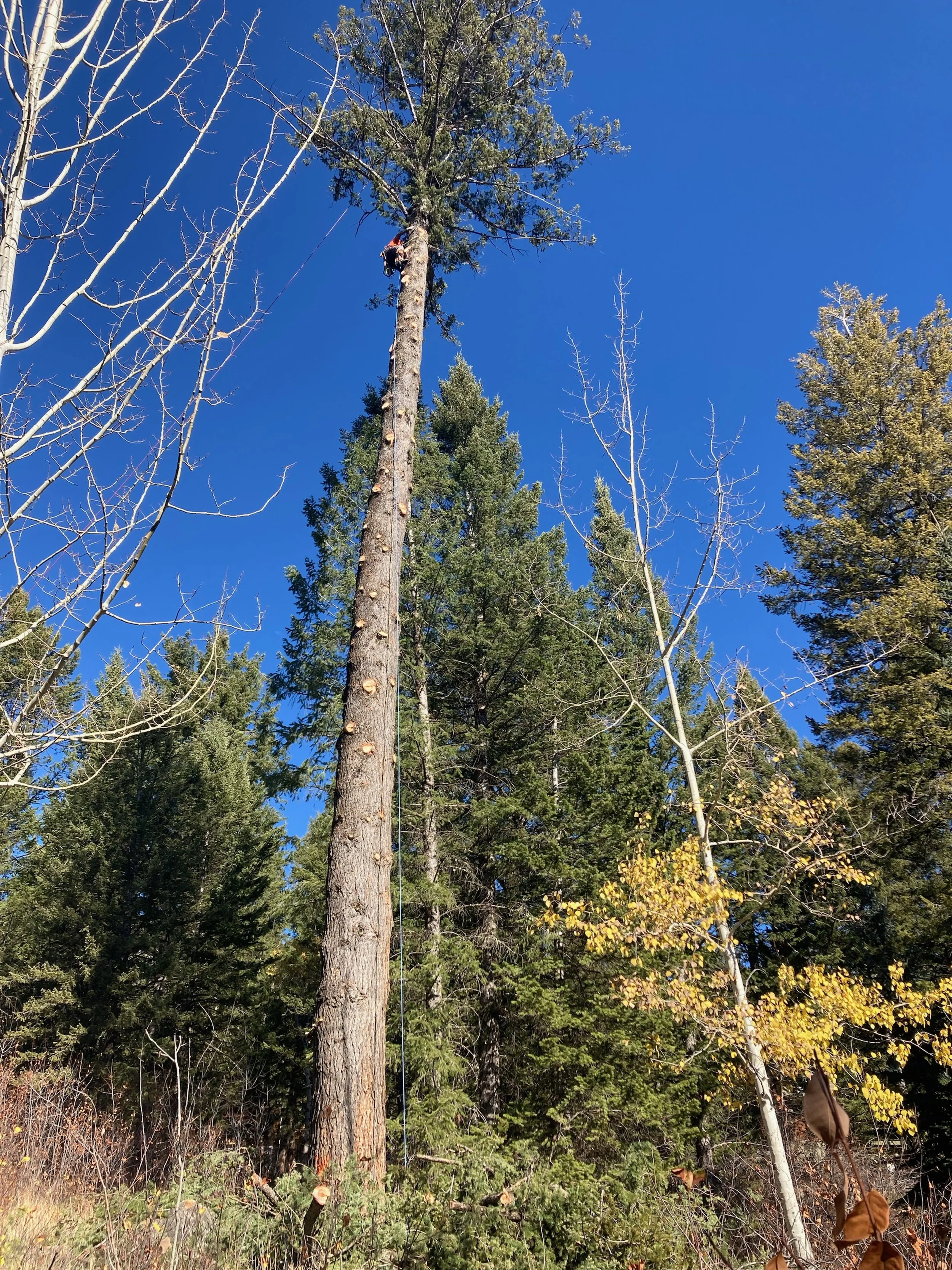 Tree being cut down by a climber using equipment in a dense forest with a clear blue sky.